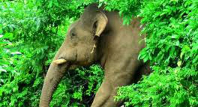 മലപ്പുറം കരുളായിയിൽ കാട്ടാന ആക്രമണത്തിൽ സ്ത്രീക്ക് പരിക്ക് മലപ്പുറം കരുളായിയിൽ കാട്ടാന ആക്രമണത്തിൽ സ്ത്രീക്ക് പരിക്ക്
