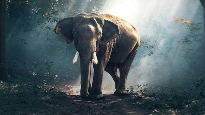 അതിരപ്പള്ളിയിൽ കാട്ടാന ആക്രമണത്തിൽ യുവാവിന് പരിക്ക് അതിരപ്പള്ളിയിൽ കാട്ടാന ആക്രമണത്തിൽ യുവാവിന് പരിക്ക്