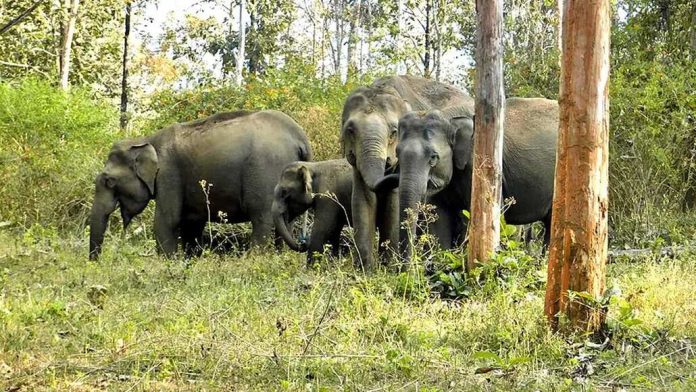 തൃശൂർ പാലപ്പിള്ളി മേഖലയിൽ ഭീതിവിതച്ച് കാട്ടാനക്കൂട്ടം തൃശൂർ പാലപ്പിള്ളി മേഖലയിൽ ഭീതിവിതച്ച് കാട്ടാനക്കൂട്ടം