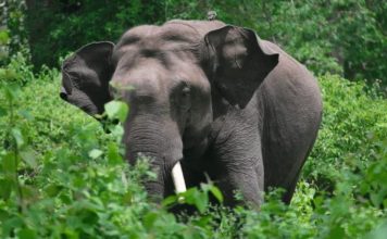 ഇടുക്കിയിൽ കാട്ടാന ആക്രമണത്തിൽ വനം വകുപ്പ് ഉദ്യോഗസ്ഥന് പരിക്ക്