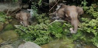 നിലമ്പൂരിൽ ആൾമറയില്ലാത്ത കിണറ്റിൽ അകപ്പെട്ട കാട്ടാനയെ മണിക്കൂറുകൾ നീണ്ട പ്രയത്നത്തിനൊടുവിൽ സുരക്ഷിതമായി പുറത്തെത്തിച്ചു