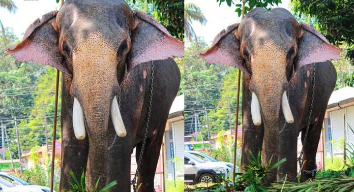 ഓമല്ലൂർ രക്തകണ്ഠസ്വാമി ക്ഷേത്രത്തിലെ ആന ഗജരാജൻ ഓമല്ലൂർ മണികണ്ഠൻ ചരിഞ്ഞു ഓമല്ലൂർ രക്തകണ്ഠസ്വാമി ക്ഷേത്രത്തിലെ ആന ഗജരാജൻ ഓമല്ലൂർ മണികണ്ഠൻ ചരിഞ്ഞു