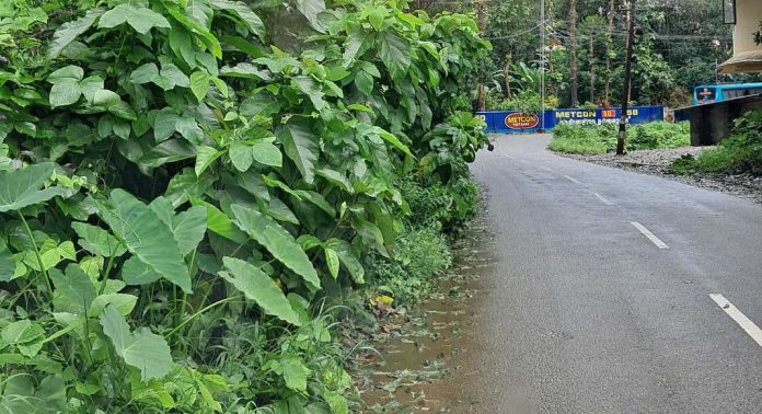 പെരുനാട്-അത്തിക്കയം റോഡിന്റെ വശങ്ങളിൽ വാഹനങ്ങൾക്ക് ഭീഷണിയായി കാട് വളർന്നു പെരുനാട്-അത്തിക്കയം റോഡിന്റെ വശങ്ങളിൽ വാഹനങ്ങൾക്ക് ഭീഷണിയായി കാട് വളർന്നു