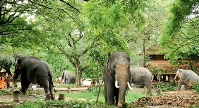 ഗുരുവായൂർ ദേവസ്വം ആനകൾക്ക് ഇനി സുഖ ചികിത്സാ കാലം ഗുരുവായൂർ ദേവസ്വം ആനകൾക്ക് ഇനി സുഖ ചികിത്സാ കാലം