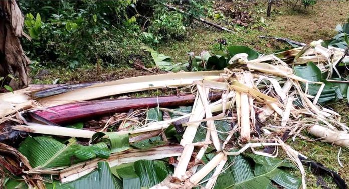 കോന്നി ഞള്ളൂരിൽ വീട്ടുമുറ്റത്തെത്തി കാട്ടാന കൃഷി നശിപ്പിച്ചു കോന്നി ഞള്ളൂരിൽ വീട്ടുമുറ്റത്തെത്തി കാട്ടാന കൃഷി നശിപ്പിച്ചു