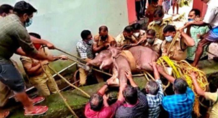 കൊച്ചയ്യപ്പനെ വനം വകുപ്പിന്റെ കൈയ്യില് കിട്ടിയത് 2021 ആഗസ്റ്റ് 19ന് കൊച്ചയ്യപ്പനെ വനം വകുപ്പിന്റെ കൈയ്യില് കിട്ടിയത് 2021 ആഗസ്റ്റ് 19ന്