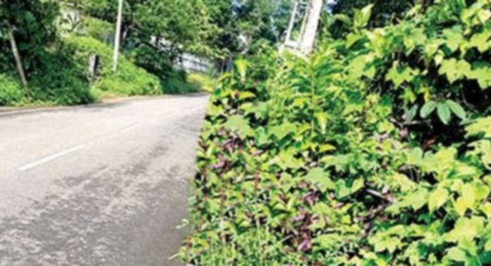 കൊടുമൺ-ചിരണിക്കൽ റോഡിന്റെ വശങ്ങളിൽ കാടുകയറിയത് അപകടഭീഷണിയുയർത്തുന്നു കൊടുമൺ-ചിരണിക്കൽ റോഡിന്റെ വശങ്ങളിൽ കാടുകയറിയത് അപകടഭീഷണിയുയർത്തുന്നു