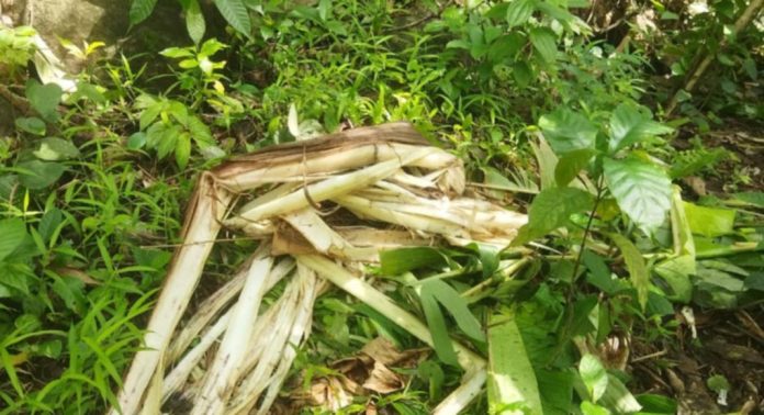 വടക്കേ മണ്ണീറയിലെ കാട്ടാന ശല്ല്യത്തിന് പരിഹാരം കാണാതെ വനം വകുപ്പ് വടക്കേ മണ്ണീറയിലെ കാട്ടാന ശല്ല്യത്തിന് പരിഹാരം കാണാതെ വനം വകുപ്പ്