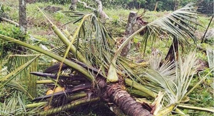 കോന്നി പഞ്ചായത്തിലെ കാർമ്മലയിൽ വീണ്ടും കാട്ടാന ഇറങ്ങി കൃഷി നശിപ്പിച്ചു കോന്നി പഞ്ചായത്തിലെ കാർമ്മലയിൽ വീണ്ടും കാട്ടാന ഇറങ്ങി കൃഷി നശിപ്പിച്ചു