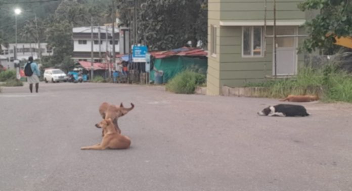 കോന്നിയില് തെരുവുനായ ശല്യം രൂക്ഷം ; പരിഹാരം കാണാതെ അധികൃതർ കോന്നിയില് തെരുവുനായ ശല്യം രൂക്ഷം ; പരിഹാരം കാണാതെ അധികൃതർ