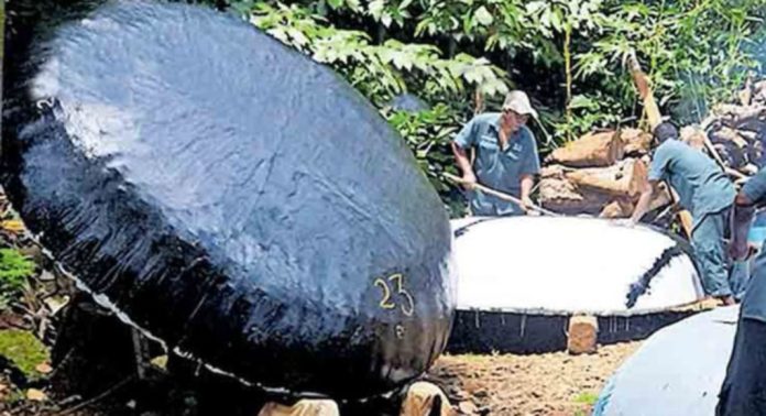 അടവിയില് പുതിയ കുട്ടവഞ്ചി എത്തി അടവിയില് പുതിയ കുട്ടവഞ്ചി എത്തി