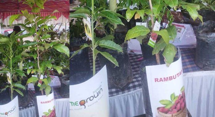 വിദേശ ഫലങ്ങള്ക്ക് വിളനിലം ഒരുക്കി തോട്ടപ്പുഴശേരി വിദേശ ഫലങ്ങള്ക്ക് വിളനിലം ഒരുക്കി തോട്ടപ്പുഴശേരി