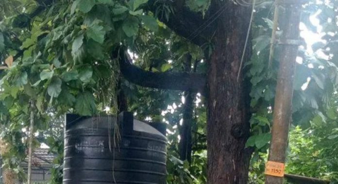 പന്തളം വലിയകോയിക്കൽ ശ്രീധർമ്മശാസ്താ ക്ഷേത്രത്തിലെ കൂറ്റൻ തേക്കുമരങ്ങൾ അപകടഭീഷണി ഉയർത്തുന്നു പന്തളം വലിയകോയിക്കൽ ശ്രീധർമ്മശാസ്താ ക്ഷേത്രത്തിലെ കൂറ്റൻ തേക്കുമരങ്ങൾ അപകടഭീഷണി ഉയർത്തുന്നു
