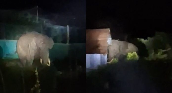 പടയപ്പ വീണ്ടും ജനവാസ മേഖലയിൽ ഇറങ്ങി പടയപ്പ വീണ്ടും ജനവാസ മേഖലയിൽ ഇറങ്ങി