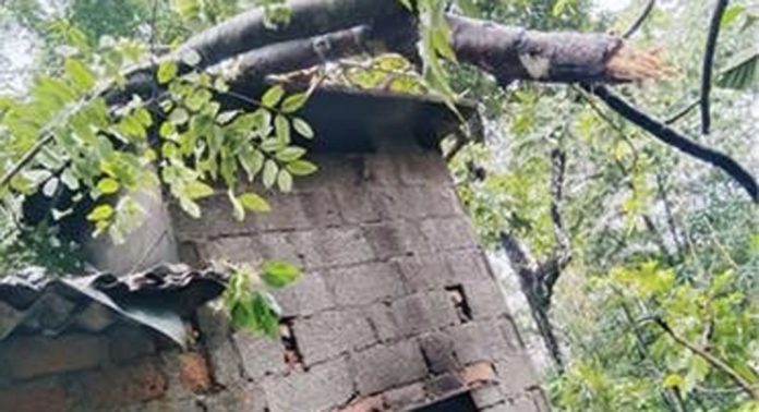 കനത്തമഴ ; പെരുമ്പെട്ടിയില് വീടിനുമുകളിലേക്ക് മരംവീണ് നാശനഷ്ടം കനത്തമഴ ; പെരുമ്പെട്ടിയില് വീടിനുമുകളിലേക്ക് മരംവീണ് നാശനഷ്ടം