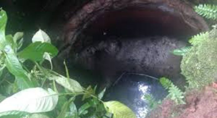 തിരുമൂലപുരത്ത് കാട്ടുപന്നിയെ കിണറ്റിൽ ചത്തനിലയിൽ കണ്ടെത്തി തിരുമൂലപുരത്ത് കാട്ടുപന്നിയെ കിണറ്റിൽ ചത്തനിലയിൽ കണ്ടെത്തി