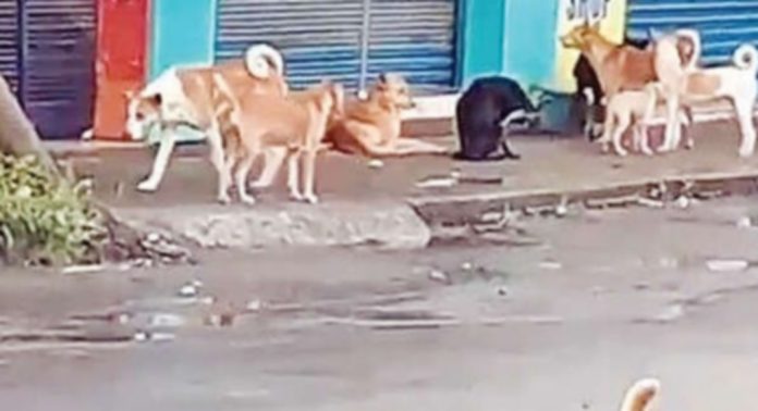 കോയിപ്രം പഞ്ചായത്തിൽ തെരുവുനായ ശല്യം രൂക്ഷം കോയിപ്രം പഞ്ചായത്തിൽ തെരുവുനായ ശല്യം രൂക്ഷം