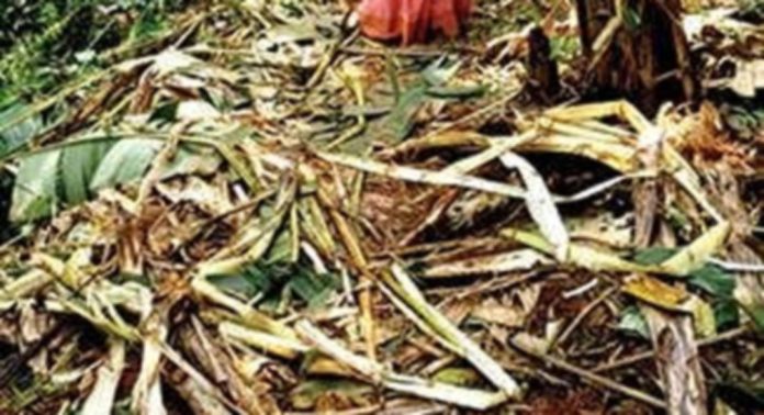 കോന്നി അടുകാട് കാട്ടാനക്കൂട്ടം ഇറങ്ങി വ്യാപകമായി കൃഷിനശിപ്പിച്ചു കോന്നി അടുകാട് കാട്ടാനക്കൂട്ടം ഇറങ്ങി വ്യാപകമായി കൃഷിനശിപ്പിച്ചു