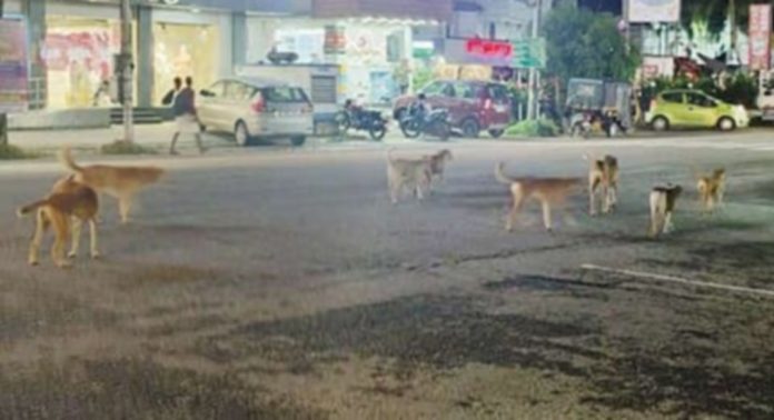 തെങ്ങമത്ത് തെരുവുനായ ശല്യം രൂക്ഷം തെങ്ങമത്ത് തെരുവുനായ ശല്യം രൂക്ഷം