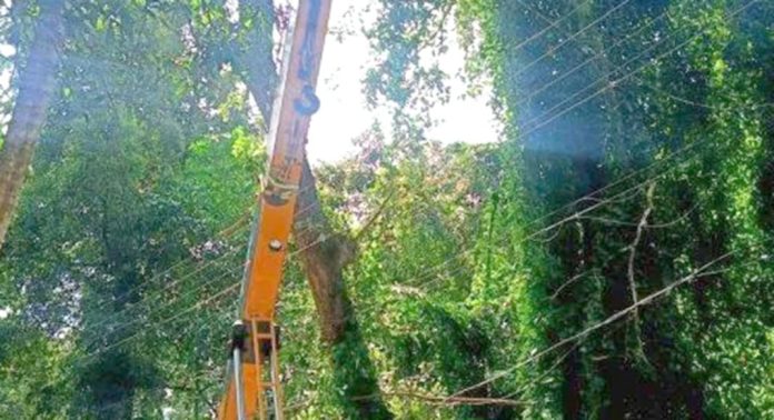 തിരുവല്ല പൊടിയാടിയിൽ ഭീഷണിയായി നിന്ന കൂറ്റൻമരം കെ.എസ്.ഇ.ബി അധികൃതർ മുറിച്ചു നീക്കി തിരുവല്ല പൊടിയാടിയിൽ ഭീഷണിയായി നിന്ന കൂറ്റൻമരം കെ.എസ്.ഇ.ബി അധികൃതർ മുറിച്ചു നീക്കി