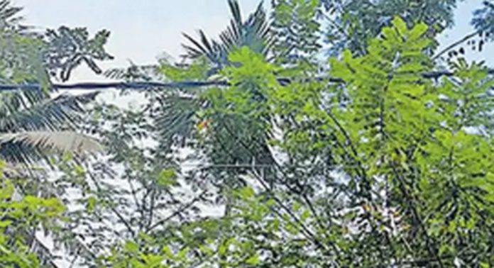 ആങ്ങമൂഴി കുടുംബാരോഗ്യ കേന്ദ്രത്തിന് മുന്നില് വൈദ്യുതി ലൈനിൽ മുട്ടി മരങ്ങൾ ആങ്ങമൂഴി കുടുംബാരോഗ്യ കേന്ദ്രത്തിന് മുന്നില് വൈദ്യുതി ലൈനിൽ മുട്ടി മരങ്ങൾ