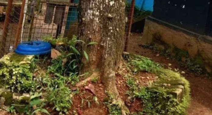 മാന്തുക ഗവ.യു.പി സ്കൂൾ മുറ്റത്തെ അപകടാവസ്ഥയിലായ മരം മുറിച്ചുമാറ്റാൻ പഞ്ചായത്ത് തയ്യാറാകുന്നില്ലെന്ന് ആക്ഷേപം മാന്തുക ഗവ.യു.പി സ്കൂൾ മുറ്റത്തെ അപകടാവസ്ഥയിലായ മരം മുറിച്ചുമാറ്റാൻ പഞ്ചായത്ത് തയ്യാറാകുന്നില്ലെന്ന് ആക്ഷേപം