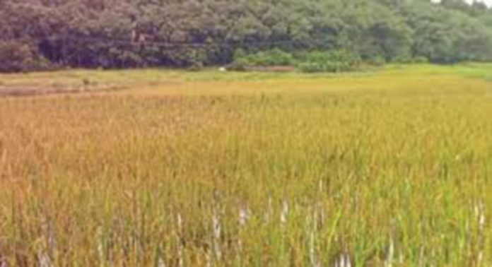 പ്രതികൂല കാലാവസ്ഥ ; വള്ളിക്കോട് പാടശേഖരങ്ങളിൽ നെൽകൃഷി തടസപ്പെട്ടു പ്രതികൂല കാലാവസ്ഥ ; വള്ളിക്കോട് പാടശേഖരങ്ങളിൽ നെൽകൃഷി തടസപ്പെട്ടു
