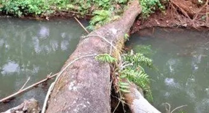 തോട്ടിൽവീണ മരങ്ങൾ നീക്കിയില്ല ; മുട്ടാർ പാടത്ത് വെള്ളക്കെട്ട് തോട്ടിൽവീണ മരങ്ങൾ നീക്കിയില്ല ; മുട്ടാർ പാടത്ത് വെള്ളക്കെട്ട്