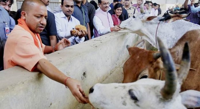 രോഗ ചികിത്സക്കായി ഗോമൂത്രം ഉപയോഗിക്കാൻ പുതിയ ആരോഗ്യ പദ്ധതി ആരംഭിച്ച് യുപി സർക്കാർ രോഗ ചികിത്സക്കായി ഗോമൂത്രം ഉപയോഗിക്കാൻ പുതിയ ആരോഗ്യ പദ്ധതി ആരംഭിച്ച് യുപി സർക്കാർ