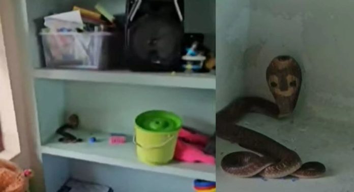 എറണാകുളം തടിക്കക്കടവ് അങ്കണവാടിയിലെ ഷെൽഫിൽ മൂർഖൻ പാമ്പിനെ കണ്ടെത്തി എറണാകുളം തടിക്കക്കടവ് അങ്കണവാടിയിലെ ഷെൽഫിൽ മൂർഖൻ പാമ്പിനെ കണ്ടെത്തി