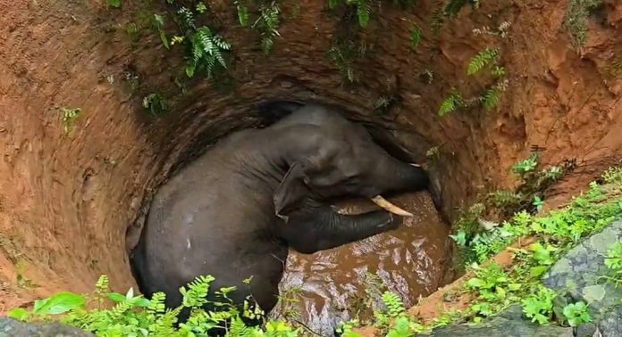 എറണാകുളം കോതമംഗലത്ത് ജനവാസ മേഖലയില് കാട്ടാന കിണറ്റിൽ വീണു എറണാകുളം കോതമംഗലത്ത് ജനവാസ മേഖലയില് കാട്ടാന കിണറ്റിൽ വീണു