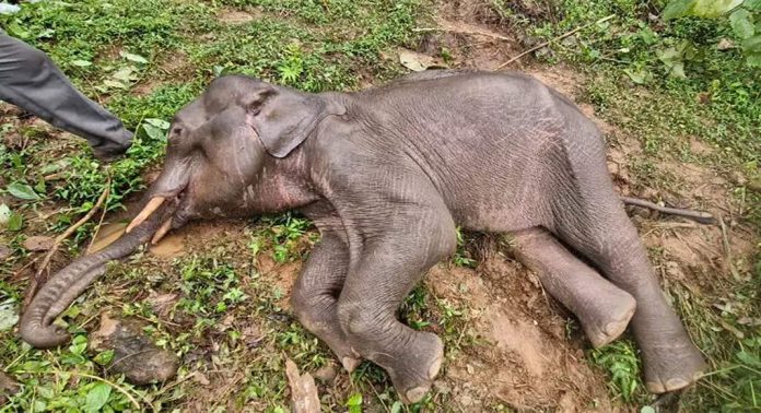 കോഴിക്കോട് നാട്ടിലിറങ്ങി കാർ ഷെഡ്ഡ് തകർക്കുന്നതിനിടെ വയറ്റിൽ കമ്പിക്കുത്തിത്തുളച്ച് കയറി കാട്ടാന ചരിഞ്ഞു കോഴിക്കോട് നാട്ടിലിറങ്ങി കാർ ഷെഡ്ഡ് തകർക്കുന്നതിനിടെ വയറ്റിൽ കമ്പിക്കുത്തിത്തുളച്ച് കയറി കാട്ടാന ചരിഞ്ഞു