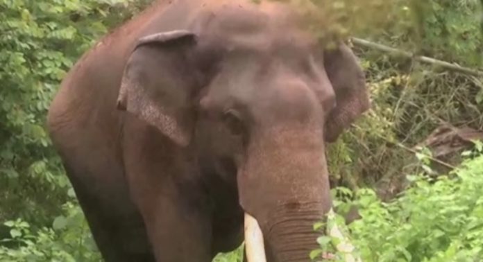 പി ടി ഫൈവ് കാട്ടാനയെ മയക്കുവെടി വെച്ച് ദൗത്യ സംഘം പി ടി ഫൈവ് കാട്ടാനയെ മയക്കുവെടി വെച്ച് ദൗത്യ സംഘം