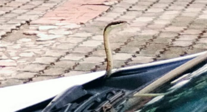 കോന്നി മിനി സിവില് സ്റ്റേഷന് ഉള്ളില് നിര്ത്തിയിട്ട കാറിന്റെ ബോണറ്റിനുള്ളില് പാമ്പ് കയറി കോന്നി മിനി സിവില് സ്റ്റേഷന് ഉള്ളില് നിര്ത്തിയിട്ട കാറിന്റെ ബോണറ്റിനുള്ളില് പാമ്പ് കയറി