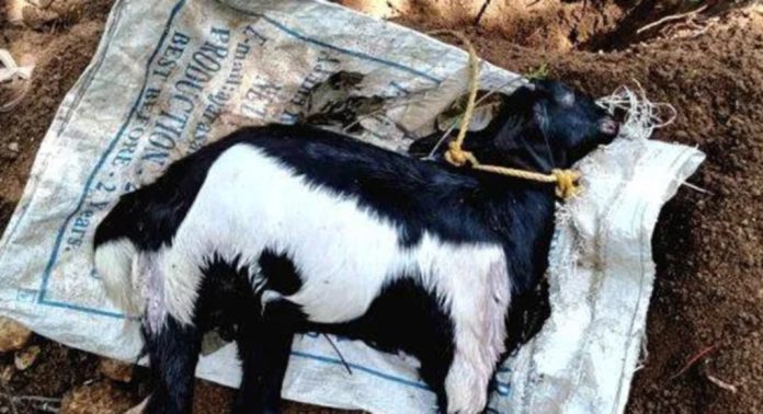 മെഴുവേലിയില് ആടുകളെ തെരുവ് നായകൾ ആക്രമിച്ചു മെഴുവേലിയില് ആടുകളെ തെരുവ് നായകൾ ആക്രമിച്ചു
