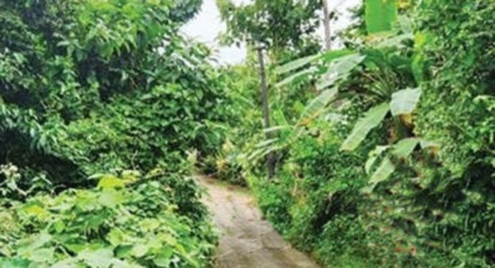 ഇരുവശവും കാട് മൂടി പുല്ലാട് ഐരാക്കാവ് മാവുട്ടുംപാറ റോഡ് ഇരുവശവും കാട് മൂടി പുല്ലാട് ഐരാക്കാവ് മാവുട്ടുംപാറ റോഡ്
