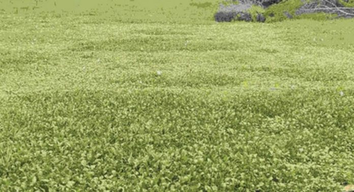 പായലും പോളയും നിറഞ്ഞ് ഒഴുക്കുനിലച്ച് ആഞ്ഞിലിക്കുഴി പായലും പോളയും നിറഞ്ഞ് ഒഴുക്കുനിലച്ച് ആഞ്ഞിലിക്കുഴി
