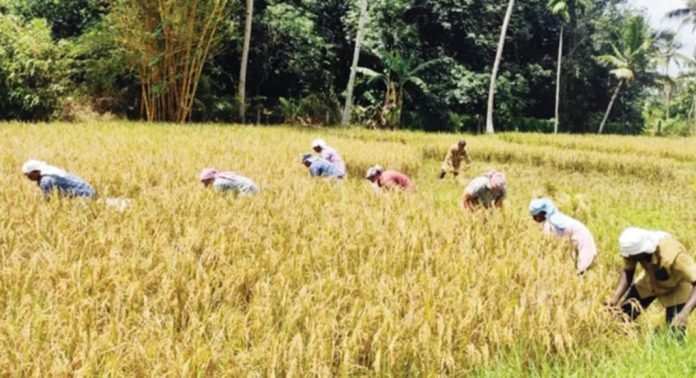 മൂന്നാളം വിത്തുൽപ്പാദന കേന്ദ്രത്തിൽ 10 ഹെക്ടർ സ്ഥലത്തെ നെൽകൃഷി വിളവെടുപ്പ് തുടങ്ങി മൂന്നാളം വിത്തുൽപ്പാദന കേന്ദ്രത്തിൽ 10 ഹെക്ടർ സ്ഥലത്തെ നെൽകൃഷി വിളവെടുപ്പ് തുടങ്ങി