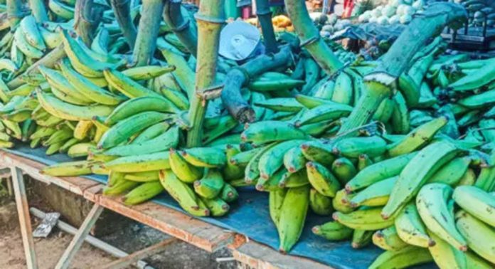 ഓണവിപണി ലക്ഷ്യമിട്ട് വയനാടൻ ഏത്തക്കുലകൾ വിപണിയിലേക്ക് എത്തിതുടങ്ങി ഓണവിപണി ലക്ഷ്യമിട്ട് വയനാടൻ ഏത്തക്കുലകൾ വിപണിയിലേക്ക് എത്തിതുടങ്ങി