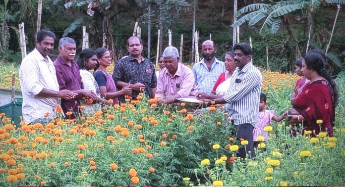 കൊടുമണ് ഗ്രാമപഞ്ചായത്ത് കൃഷി ഭവന് മുഖേന നടപ്പാക്കിയ ‘ ഓണത്തിന് ഒരു പൂക്കൂട’ പദ്ധതിയുടെ വിളവെടുപ്പ് ഉദ്ഘാടനം നടത്തി കൊടുമണ് ഗ്രാമപഞ്ചായത്ത് കൃഷി ഭവന് മുഖേന നടപ്പാക്കിയ ‘ ഓണത്തിന് ഒരു പൂക്കൂട’ പദ്ധതിയുടെ വിളവെടുപ്പ് ഉദ്ഘാടനം നടത്തി