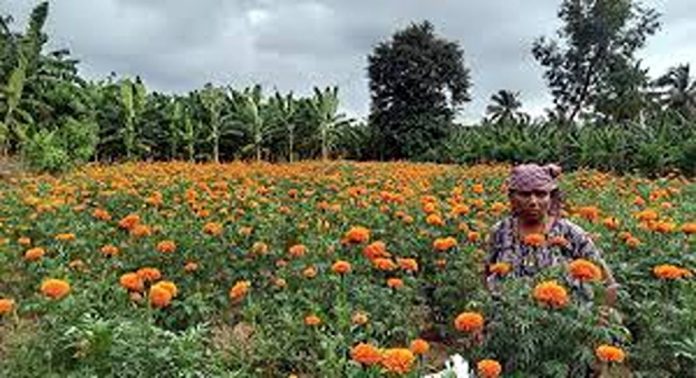 ഓണത്തെ വരവേൽക്കാൻ ചെണ്ടുമല്ലി കൃഷിയുമായി കുടുംബശ്രീ പ്രവർത്തകർ ഓണത്തെ വരവേൽക്കാൻ ചെണ്ടുമല്ലി കൃഷിയുമായി കുടുംബശ്രീ പ്രവർത്തകർ