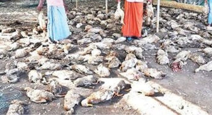 കൂട്ടിലിട്ടിരുന്ന അഞ്ഞൂറിലധികം താറാവുകളെ തെരുവുനായ്ക്കൾ കടിച്ചുകൊന്നു കൂട്ടിലിട്ടിരുന്ന അഞ്ഞൂറിലധികം താറാവുകളെ തെരുവുനായ്ക്കൾ കടിച്ചുകൊന്നു