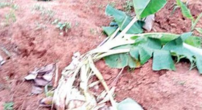വെണ്മണിയില് കാട്ടുപന്നിക്കൂട്ടം കാർഷികവിളകൾ നശിപ്പിച്ചു വെണ്മണിയില് കാട്ടുപന്നിക്കൂട്ടം കാർഷികവിളകൾ നശിപ്പിച്ചു