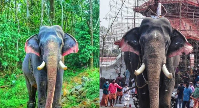 കൊമ്പൻ ഈരാറ്റുപേട്ട അയ്യപ്പൻ ചരിഞ്ഞു കൊമ്പൻ ഈരാറ്റുപേട്ട അയ്യപ്പൻ ചരിഞ്ഞു