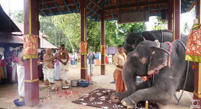 ഓതറ പുതുക്കുളങ്ങര ദേവീക്ഷേത്രത്തിൽ മഹാഗണപതിഹോമവും ആനയൂട്ടും നടന്നു ഓതറ പുതുക്കുളങ്ങര ദേവീക്ഷേത്രത്തിൽ മഹാഗണപതിഹോമവും ആനയൂട്ടും നടന്നു