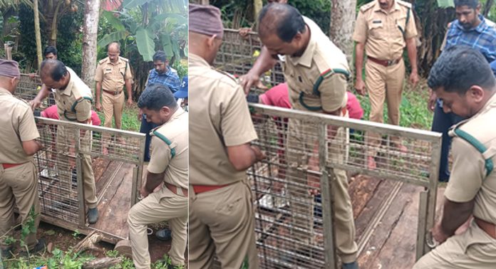 ആനയും പുലിയും നാട്ടിലിറങ്ങി വിലസുന്നു ; അതിരുങ്കൽ, പോത്തുപാറ, ഇഞ്ചപ്പാറ, പൂമരുതിക്കുഴി നിവാസികള് കടുത്ത ഭീതിയില് ആനയും പുലിയും നാട്ടിലിറങ്ങി വിലസുന്നു ; അതിരുങ്കൽ, പോത്തുപാറ, ഇഞ്ചപ്പാറ, പൂമരുതിക്കുഴി നിവാസികള് കടുത്ത ഭീതിയില്