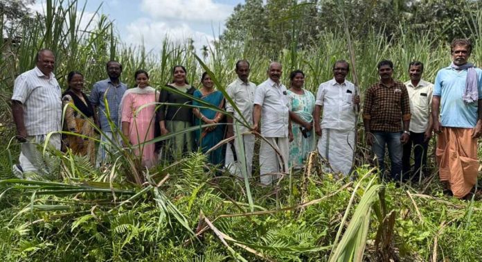 വള്ളിക്കോട് ഗ്രാമപഞ്ചായത്തിലെ കരിമ്പ് കൃഷിയുടെ വിളവെടുപ്പ് നടത്തി വള്ളിക്കോട് ഗ്രാമപഞ്ചായത്തിലെ കരിമ്പ് കൃഷിയുടെ വിളവെടുപ്പ് നടത്തി