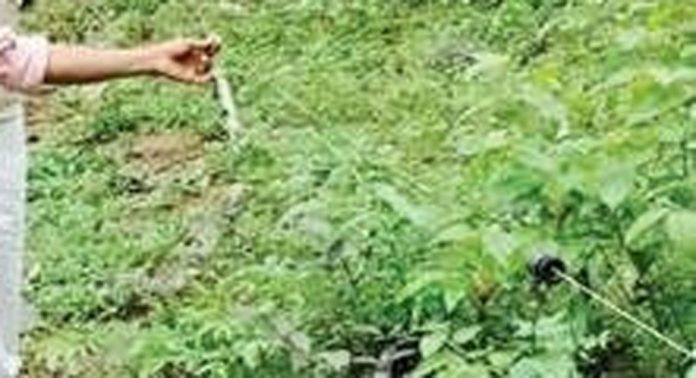 കമ്പകത്തുംപച്ച മേഖലയിലെ സൗരോർജവേലികൾ എല്ലാം നിലംപൊത്തി കമ്പകത്തുംപച്ച മേഖലയിലെ സൗരോർജവേലികൾ എല്ലാം നിലംപൊത്തി