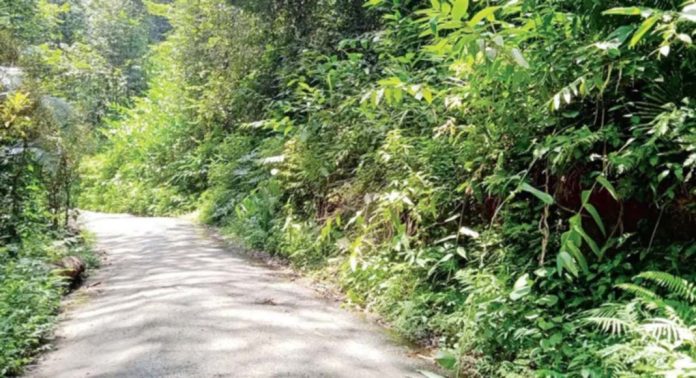നീലിപിലാവ്, മണിയാർ റോഡിലെ അടിക്കാടുകൾ നീക്കം ചെയ്യണമെന്ന ആവശ്യം ശക്തം നീലിപിലാവ്, മണിയാർ റോഡിലെ അടിക്കാടുകൾ നീക്കം ചെയ്യണമെന്ന ആവശ്യം ശക്തം