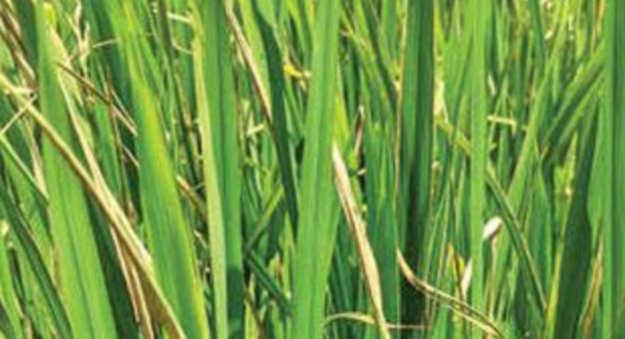 രണ്ടാംകൃഷി ഇറക്കിയ പാടശേഖരങ്ങളിൽ ബാക്ടീരിയൽ ഇലകരിച്ചിൽ രോഗലക്ഷണങ്ങൾ രണ്ടാംകൃഷി ഇറക്കിയ പാടശേഖരങ്ങളിൽ ബാക്ടീരിയൽ ഇലകരിച്ചിൽ രോഗലക്ഷണങ്ങൾ